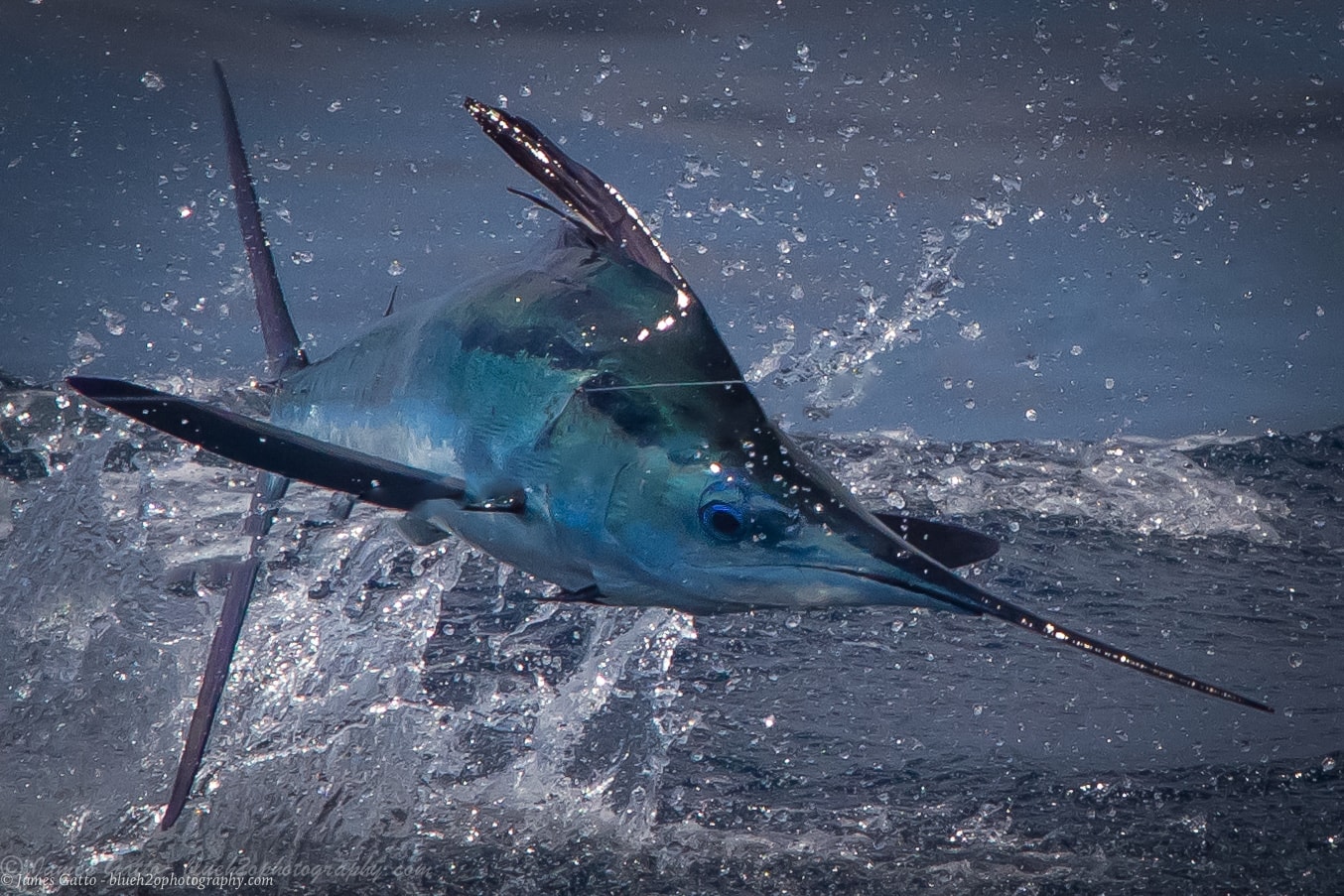 a blue marlin